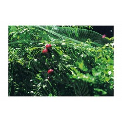 Malla anti-pajaro 2 x 10 m...