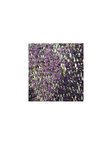 Compra Celosia extensible mimbre lila 1x1,5 m NOVAGARDEN 250004 al mejor precio