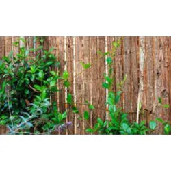 CORTEZA SIMPLE CARA 1 X 3 M...