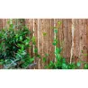 CORTEZA SIMPLE CARA 2 X 3 M NOVAGARDEN 230022