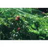 Compra MALLA ANTI-PAJARO 4X6M VERDE NATUUR NT118600 al mejor precio
