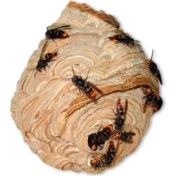 Compra INSECTICIDA PARA AVISPEROS 750 ML LARGA DISTANCIA 4 MT PREBEN 231206 al mejor precio