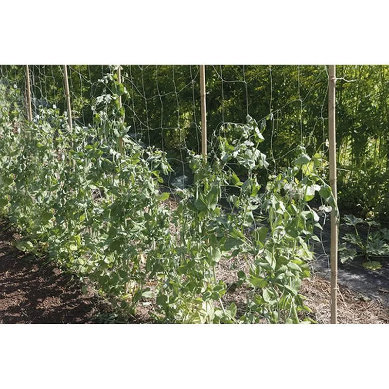 Compra MALLA ENTUTORAR BIOCOMPOSTABLE LUZ 15X15 CM 1,85 X 5 M NORTENE 2019449 al mejor precio