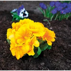 Compra MALLA ANTIHIERBA NO TEJIDA 80 GR/M² 1,5 X 10 M MARRON NATUUR NT124554 al mejor precio