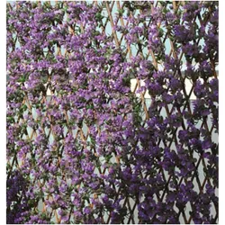 CELOSIA EXTENSIBLE MIMBRE...