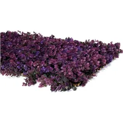 Compra CELOSIA EXTENSIBLE MIMBRE LILA 01X1,5M NOVAGARDEN 250004 al mejor precio