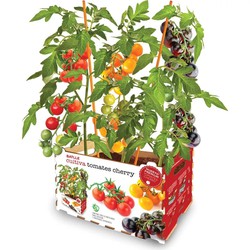 HUERTO URBANO TOMATE CHERRY...