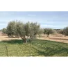 MALLA PARA RECOLECTAR ACEITUNAS DARK GREEN 80GR 06X50M NATUUR 23026114
