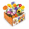 Caja de flores comestibles batlle