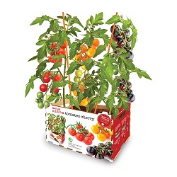 Caja con tomates de colores batlle